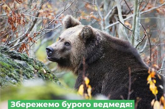 Міндовкілля затвердило Національний план дій щодо збереження ведмедя бурого в Україні!