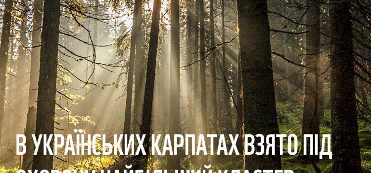 В Українських Карпатах взято під охорону найбільший кластер старовікових лісів