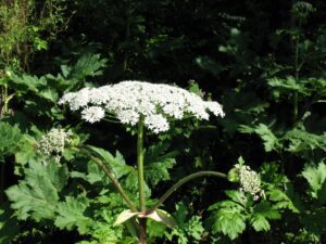 Борщівник Сосновського Фото © Томич М.В.